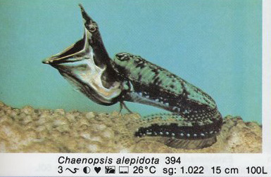 Chaenopsis alepidota